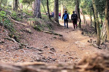 a group of people walking down a dirt path in a forest