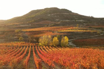 Winery visit in Rioja
