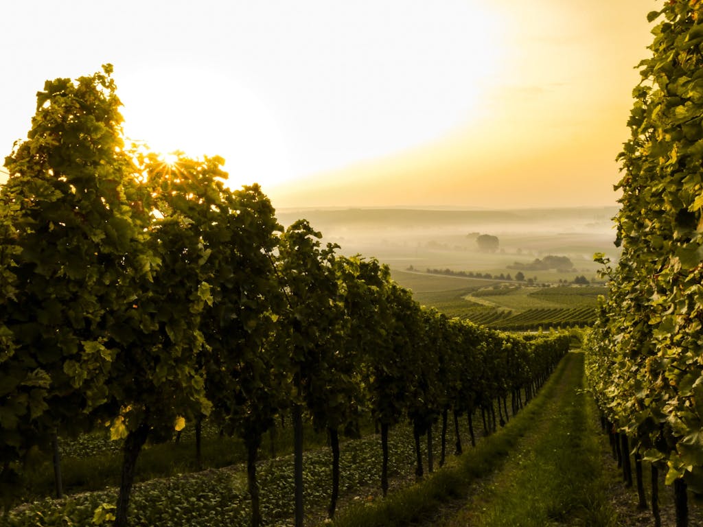 Sunset with vineyard