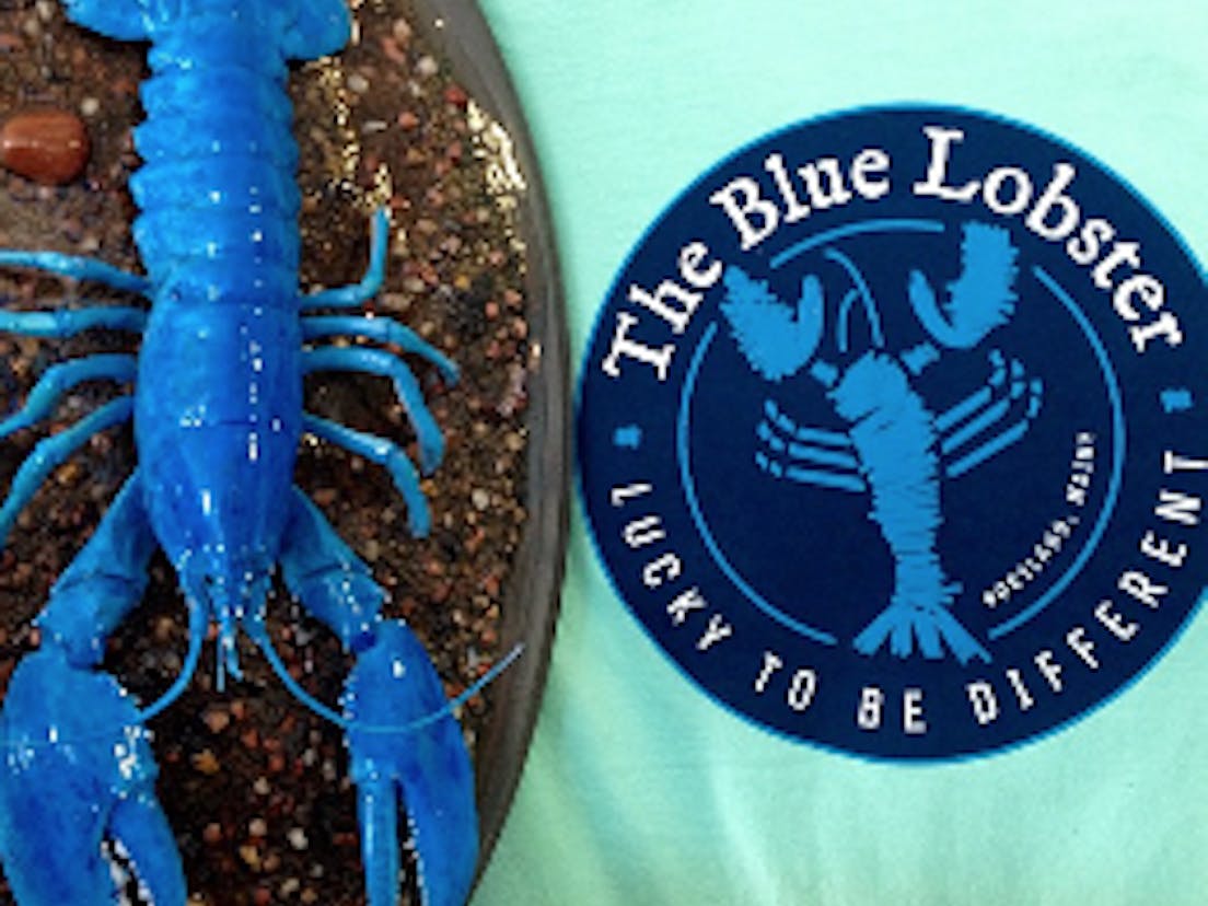 The Blue Lobster logo & toy