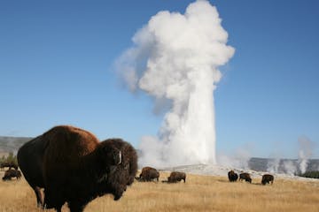 a herd of sheep standing on top of a grass covered field with Old Faithful in the background