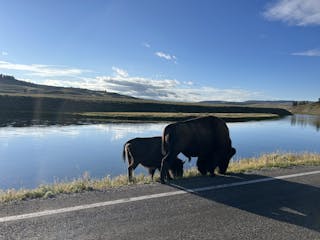 a cow standing next to a body of water
