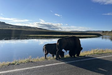 a cow standing next to a body of water
