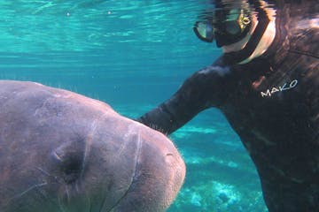 a person swimming next to a manatee