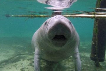 a manatee swimming in water
