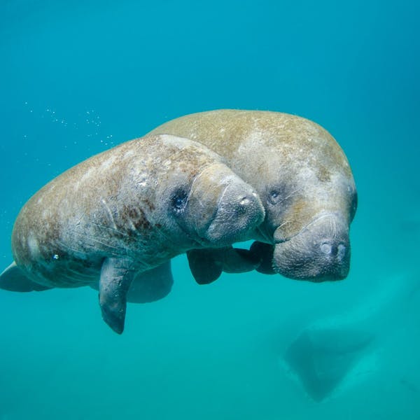 a pair of manatees swimming in a pool of water