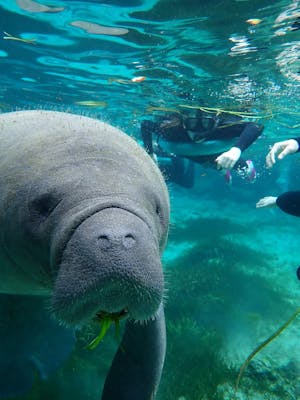 a manatee swimming in the water