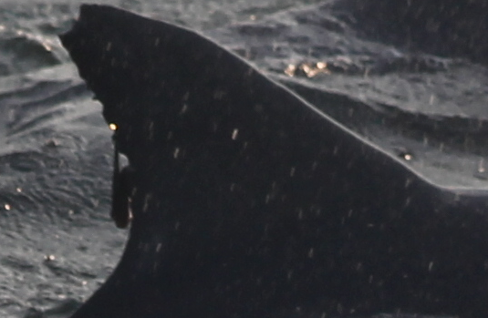 Photo credit: Cape May Whale Watch & Research Center Database