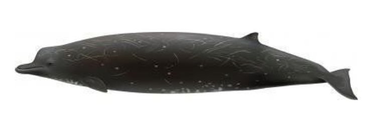 ￼Uko Gorter’s rendition of the unnamed, newly discovered beaked whale.