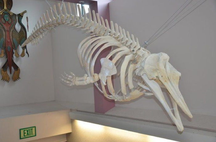 Now correctly identified as a new whale species, the skeleton of the raven hangs in the atrium of Unalaska High School in the Aleutian Islands.