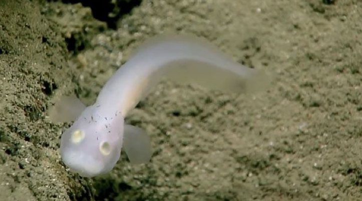 Photo of another newly discovered, blind transparent fish discovered at the bottom of Mariana’s Trench in the beginning of July 2016.