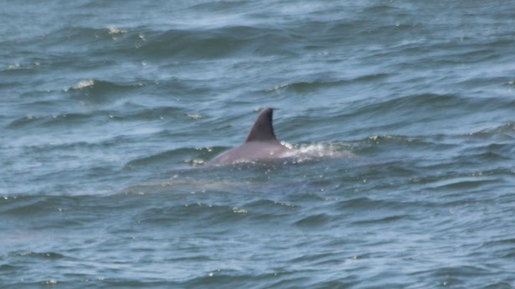 Photo credit: CMWWRC database; Atlantic Bottlenose Dolphin