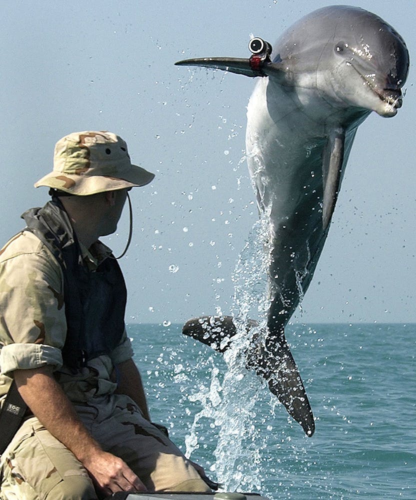 Captain Flipper: Dolphins And Their Role In The Navy