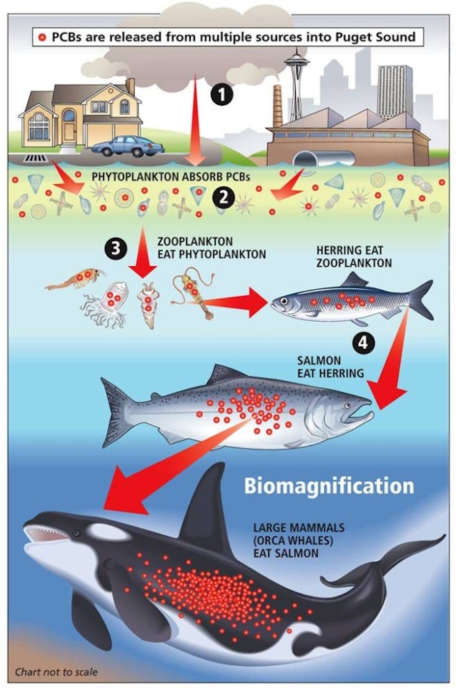 Biomagnification And Persistence Of Chemical Marine Pollution | Cape ...