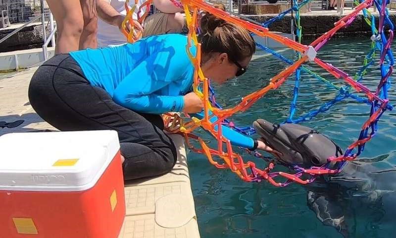 With the help of trained dolphins, our team of researchers is building a specialized drone to help us study dolphins in the wild