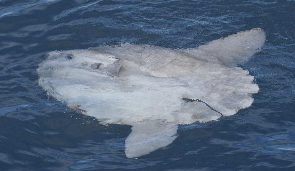The Mystery Of The Oceanic Sunfish (Mola Mola)