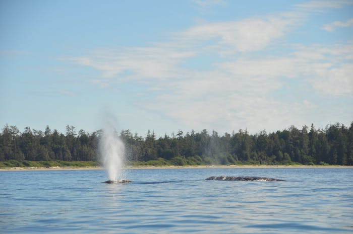 3-Day Vargas Island Kayak Camping Tour | Jamie's Whaling Station