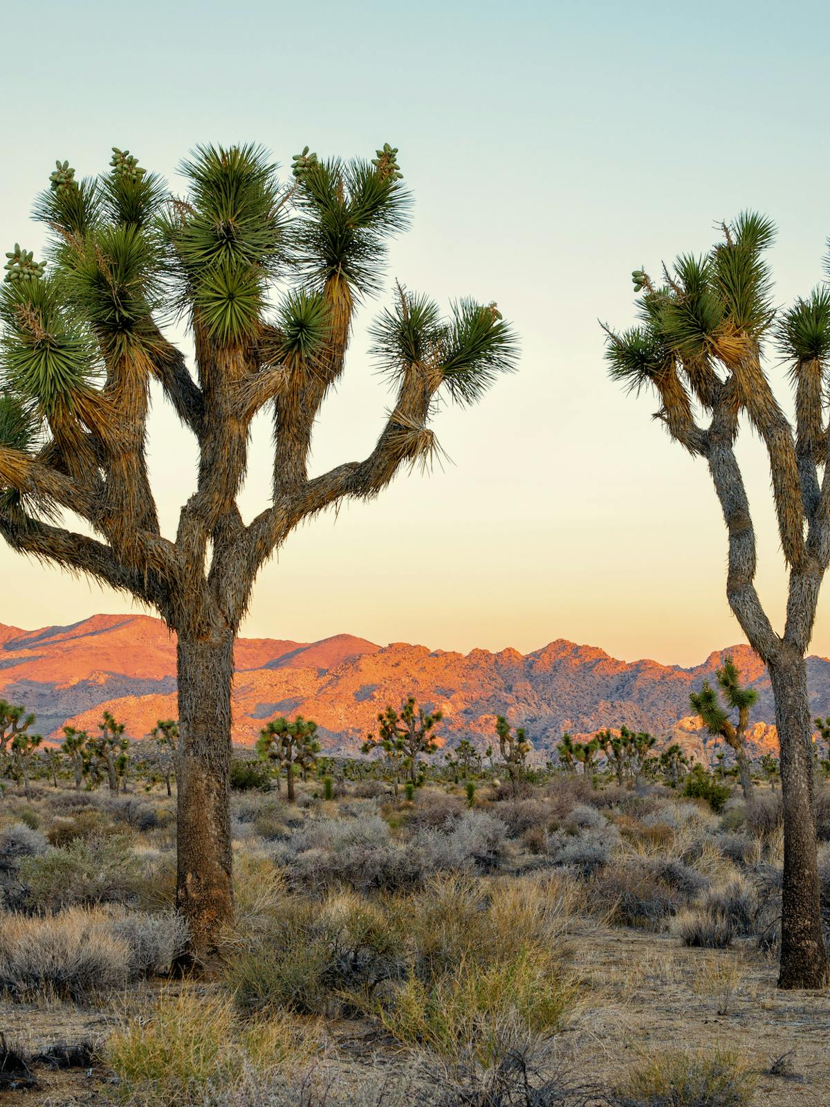 a group of palm trees next to a tree with Joshua Tree National Park in the background