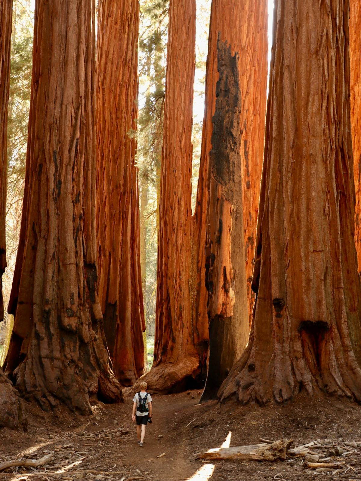 a tree in a forest with Sequoia National Park in the background