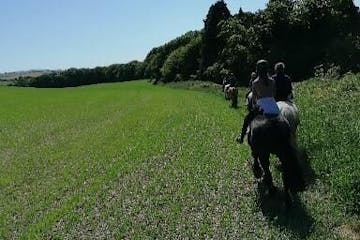 a person riding a horse in a field