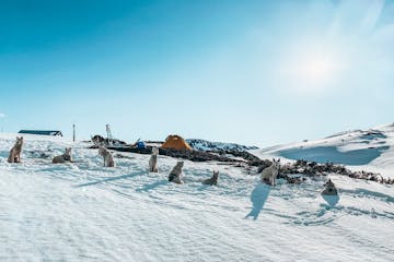 a pack of dogs sitting on a snow-covered slope
