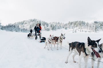 a group of people riding sleds pulled by huskies