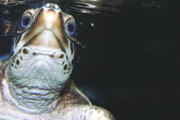 a close up of a turtle and looking at the camera