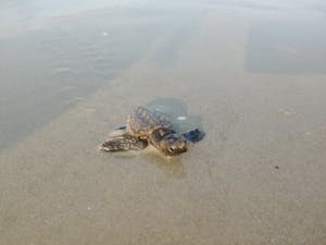 a turtle in the water