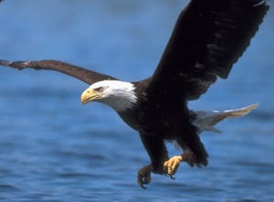 An eagle flying
