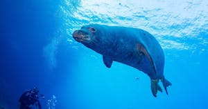 A playful sea lion swimming in the foreground with a scuba diver watching in the background in the azure waters of Kauai, Hawaii, captured while on a dive with Fathom Five Divers