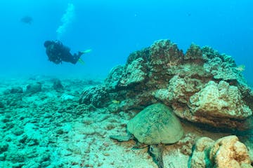 A 20-megapixel image showing one diver on a coral reef with a turtle wearing a scuba mask. The image, captured in panoramic scale, is colored with light brown and turquoise tones, and features two more turtles - one sleeping under the coral and another in the far background.