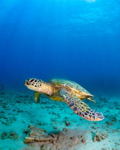 A green sea turtle, known for its long leg and short spine, captured in high definition 32k UHD, in the style of Caras Ionut, set against a background of dark orange and sky-blue.