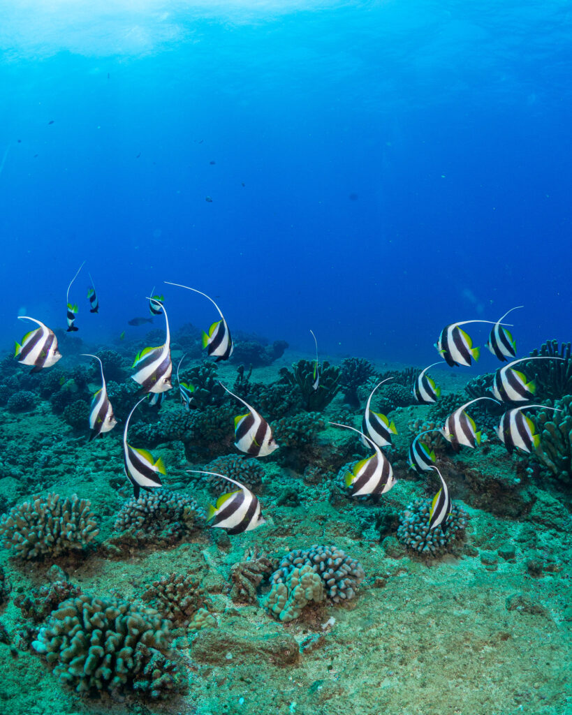 A vibrant school of striped fish congregating near a coral reef in Kauai, Hawaii, captured during a Fathom Five diving expedition.