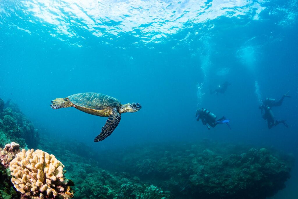 divers from fathom five swim past a green sea turtle