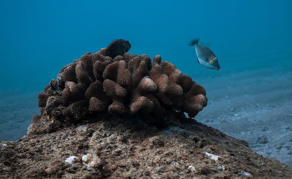 Koloa Landing coral rising with freckled hawkfish and boomerang fish