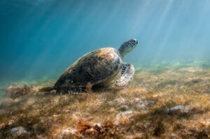 sea turtle taken by Mia Stawinski
