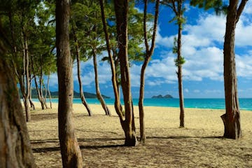 a beach with a palm tree