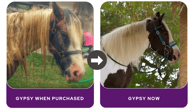 Gypsy Transformation