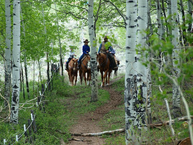 Group of riders on horseback at Rusty Spurr Ranch enjoying a guided wilderness adventure through dense Colorado aspen forests.