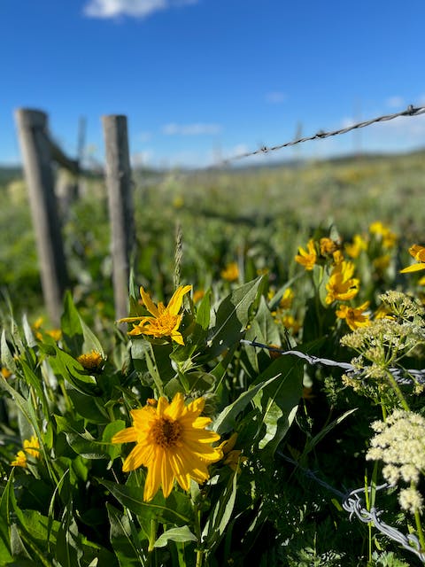 Bright yellow wildflowers bloom all along an old fence on a historic Colorado ranch.
