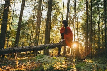 a person sitting on a fallen tree in the middle of the forest