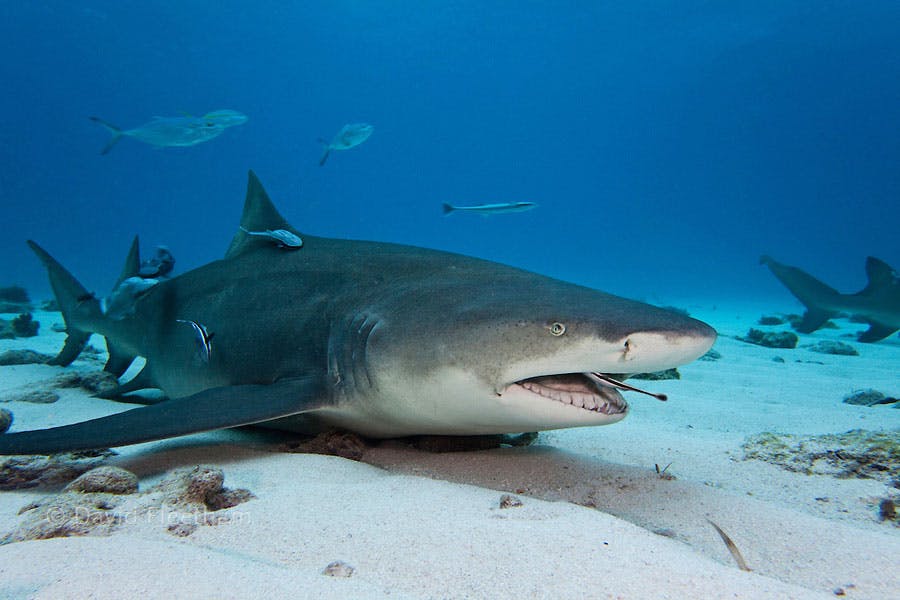 The Shark And The Remora Fish – A Unique Relationship ...