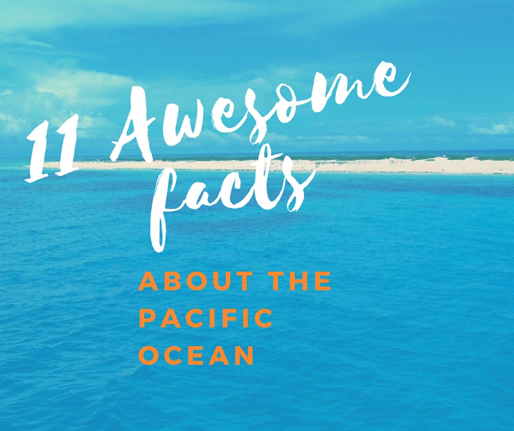 11 Awesome Facts About The Pacific Ocean North Shore Shark Adventures