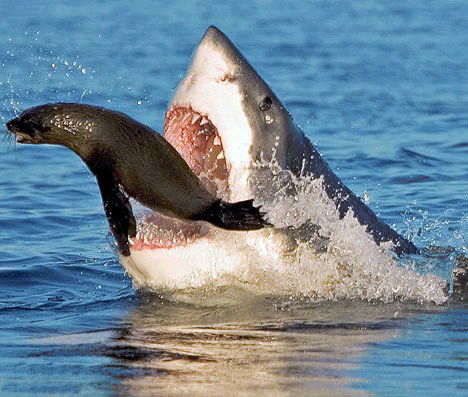 Surprise Your Friends With These Amazing Shark Facts ...