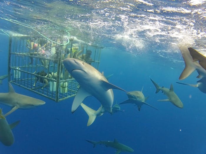 shark tours big island hawaii