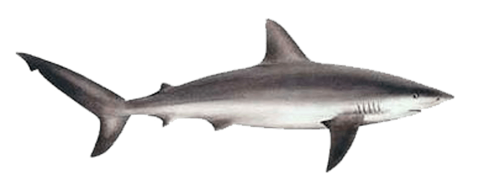 Shark Talk | North Shore Shark Adventures