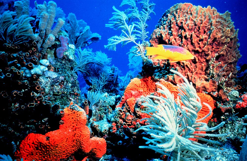Image result for hawaii coral reefs