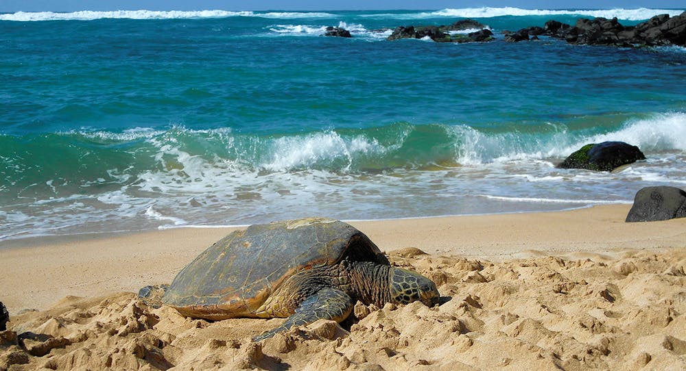 Green Sea Turtles In Hawaii | North Shore Shark Adventures