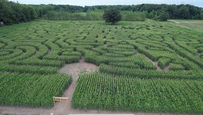 The Lone Oak Sunflower Farm & Corn Maze | Farm Attraction in MI