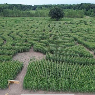 The Lone Oak Sunflower Farm & Corn Maze | Farm Attraction in MI